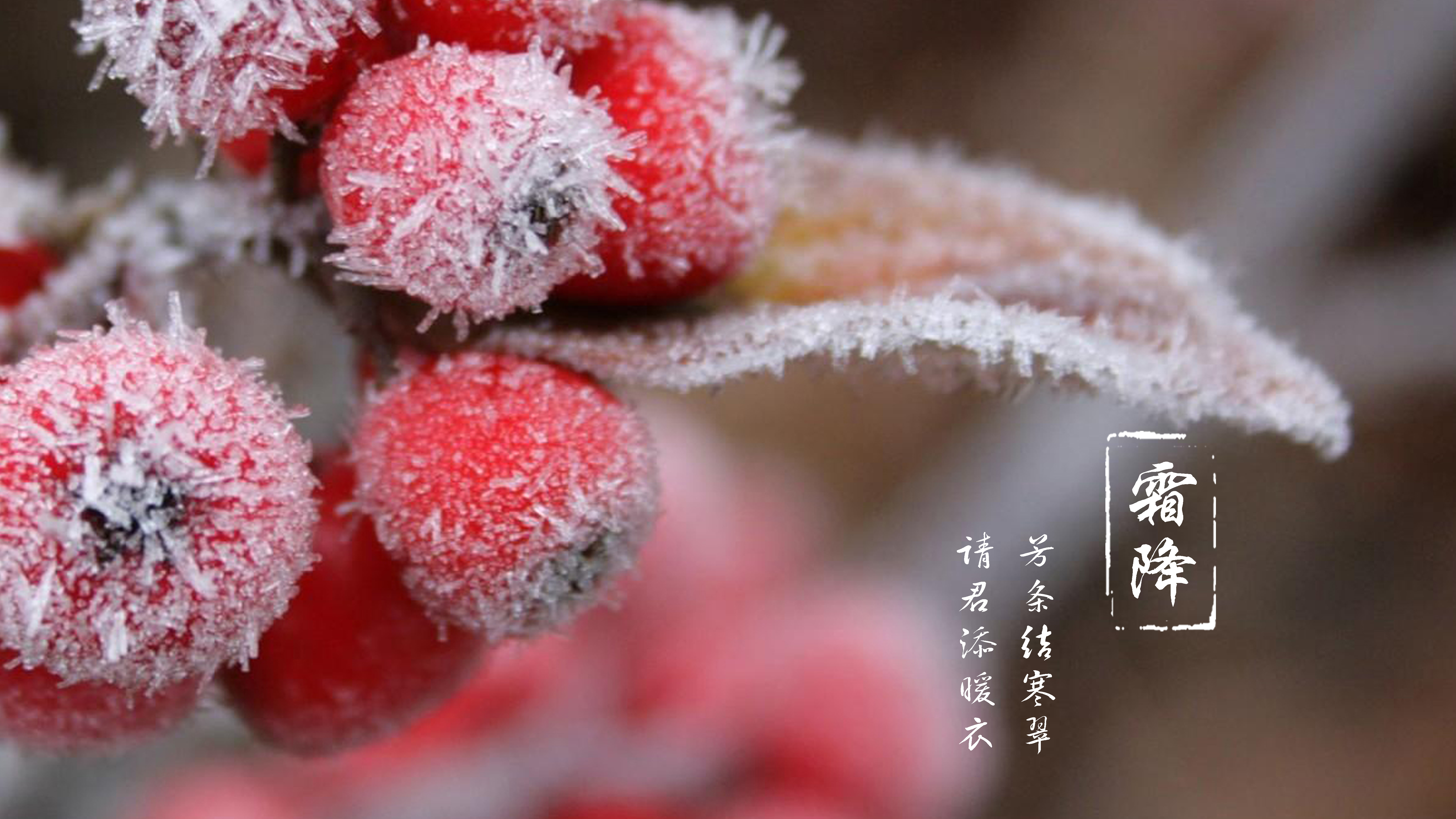 霜降 | 芳条结寒翠，请君添暖衣